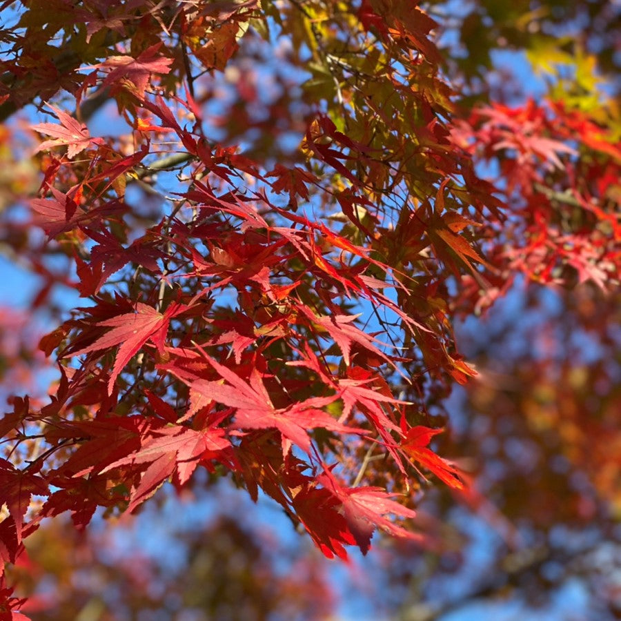 今が見ごろ！那須高原の『紅葉』